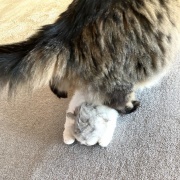 【猫写真】リアル猫ぬいぐるみと対面したマロちゃん