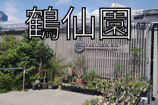 ユーフォルビア・オベサ・ドットコム - 鶴仙園