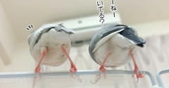 並ぶ文鳥のチリ