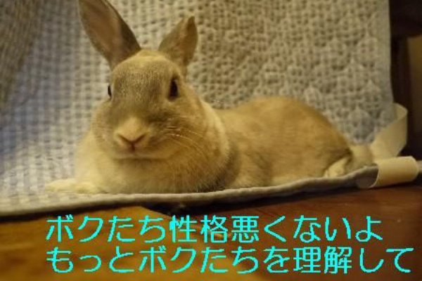 まる 里親探し 性格の悪いうさぎ まる君との生活