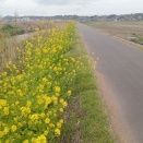 桜散る下を歩く
