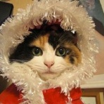 猫にゃ～にゃ～