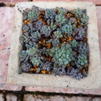 ロココのやさしい時間