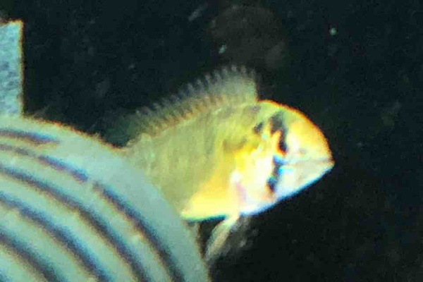 ちょんぼりとした日々 アピストグラマ ボレリー オパール