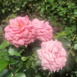 �ء�ī�Τ������۸��ĻԵĲ�9�������ΰ��̼����̹��Ť�������ˤ��ơ���ϡ֥����פ��ä��ȵ��դ��ޤ������٤β���