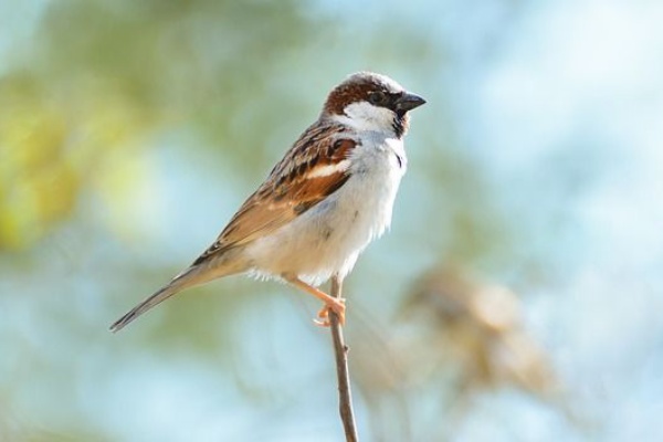 コードに止まる鳥 のガチャがかわいいと話題 反応まとめ こーどの鳥さん つぶちゃん Twitterまとめ