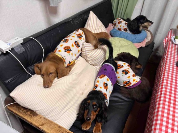 飼い主の座るスペースがない。
