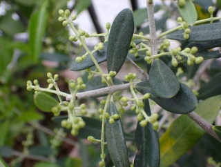鉢植え「オリーブの木」に花蕾が！「玉レタス」栽培！「柚子」の花蕾が膨らんできた！「白菜」の定植！