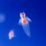 【画像】紋別で「巨大クリオネ」展示！通常の２倍ｗｗｗｗ