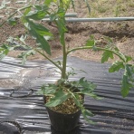 鳥取中部で野菜と果物作ってます