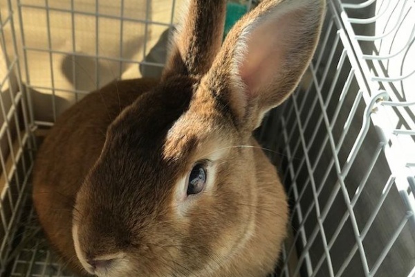 うさぎのきた道 角膜潰瘍