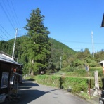 有機無農薬栽培茶　国友農園