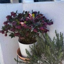 氷の薔薇レッドとプチドールの紺が満開