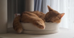 小さい猫用ベッド