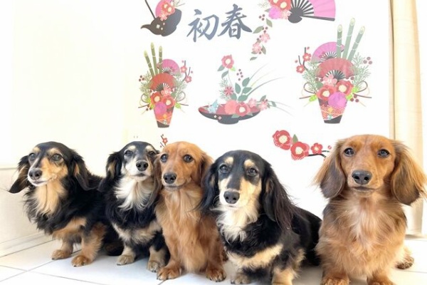 りぃなたん🎀立ったまんまで 待ての練習中🐾💗 りぃなたん🎀の夢