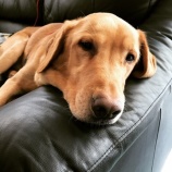 『【犬】オリバーくん 家族が決まりました』の画像
