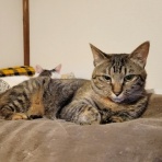みにみゅう　猫の飼い主さん募集中　