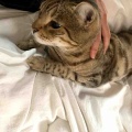 それぞれのスリッカーブラシ　ベネリ君編