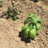 『野菜の水やりしました!!今週末の放送』の画像