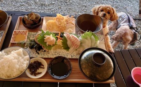 犬連れキャンプで刺身定食を堪能
