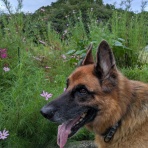 ジャーマンシェパード3代目「遊」との日々