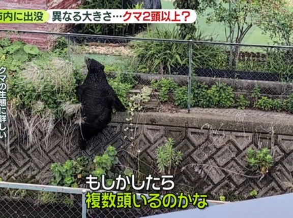 宇都宮のクマは2頭以上か…生態から「疑問」専門家も　学校生活にも影響…一律の基準作った岩手・盛岡市
