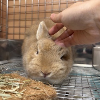 うさぎブログ　うさぎのしっぽ公式ブログ「日々しっぽ」