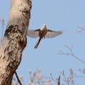 今日から愛鳥週間…シマエナガ