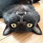 おそらくその平凡こそ幸せ　猫と私と家族の日常