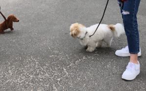 ニューヨーク最新情報。雄叫びー涙と怒りーの実況生中継でお伝えします!!!