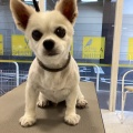 トリミングブログ🐕