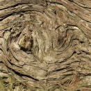 ハッピーロード フォト  木と語る