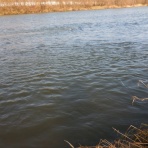 F・Fとしての証