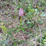 凡人主婦がフランスから発信するブログ