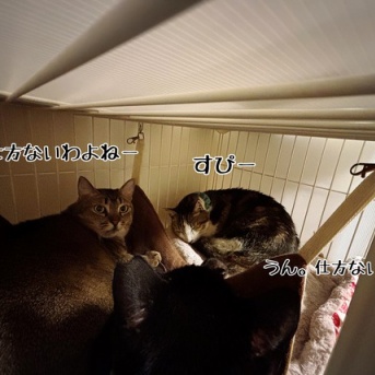 おしくらまんじゅう