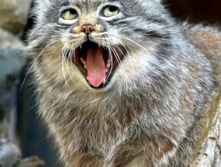 【動画・画像】ネッコ、驚く