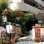 チロのひなたぼっこ