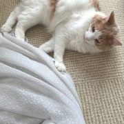 カーテンを洗おうとすると猫がついてくる！？