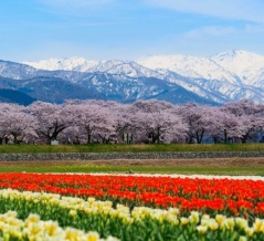 ルビーは富山推し！？TVアニメ『推しの子』の日本全国project『47都道府県の子』！録り下ろしボイス使用映像YouTube富山編公開！