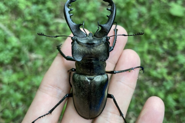 Neoの虫採りはいじゃんぷ 北海道 クワガタ採集 Neoの虫採りはいじゃんぷ 北海道 クワガタ採集