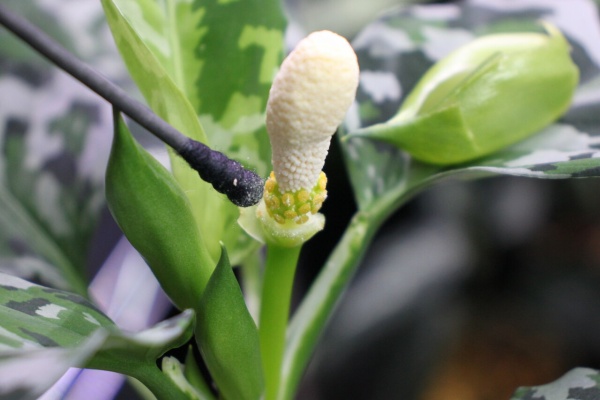 和えびのわっ 誰得 なブログ アグラオネマ