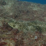 ダイブサイト　シードリーム