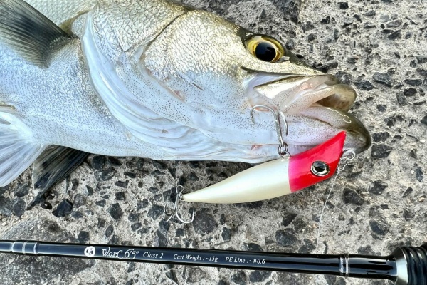 SAKURA LURE DIVISION 釣行記 - C3+ W.o.r.C 6'5
