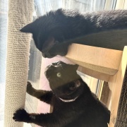 【猫写真】タワーの上が気になるスミちゃん