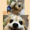 【トリミングブログ】今週もよろしくお願いします☺