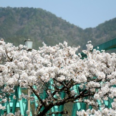 飛騨かなやまの桜　開花状況 2026