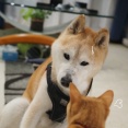 嗅がれるシニア犬…