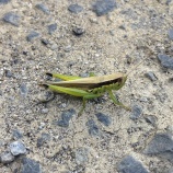 『花や虫の名前をたくさん知っている友人がいます』の画像