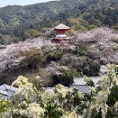 今年も多くの観光客を楽しませる日本三景の桜「宮島」（広島県廿日市市）