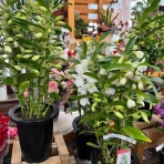 南坊園のブログ